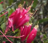 Bejaria resinosa Pegamosco / Bejaria resinosa (Ericales, Ericaceae) - Bioexploradores