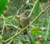Semillero oscuro / Dull-colored Grassquit / Asemospiza obscura (Passeriformes, Thraupidae) - Bioexploradores
