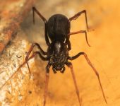 Araña escupidora oscura / Scytodes fusca (Araneae, Scytodidae) - Bioexploradores