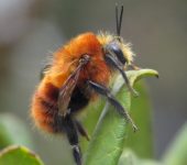 Bombus rubicundus (Hymenoptera, Apidae) - Bioexploradores