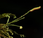 Cochlidium serrulatum (Polypodiales, Polypodiaceae) - Bioexploradores