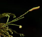 Cochlidium serrulatum (Polypodiales, Polypodiaceae) - Bioexploradores