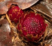 Langsdorffia hypogaea (Santalales, Balanophoraceae) - Bioexploradores