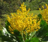 Pacó / Casaco / Cespedesia spathulata (Malpighiales, Ochnaceae) - Bioexploradores