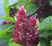 Manto rojo / Pavoncillo rojo / Megaskepasma erythrochlamys (Lamiales, Acanthaceae) - Bioexploradores