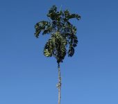 Aiphanes horrida Corozo rojo / Aiphanes horrida (Arecales, Arecaceae) - Bioexploradores