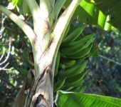 Plátano / Musa x paradisiaca (Zingiberales, Musaceae) - Bioexploradores