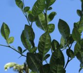 Swinglea glutinosa Limón de cerca / Suingle / Swinglea glutinosa (Sapindales, Rutaceae) - Bioexploradores
