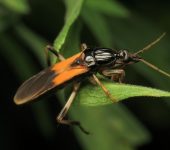 Sirthenea stria (Hemiptera, Reduviidae) - Bioexploradores