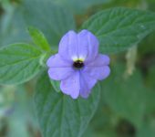 Browallia americana Simpática / Botanera de Caracas / Browallia americana (Solanales, Solanaceae) - Bioexploradores