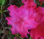 Rhododendron indicum Azalea / Rhododendron indicum (Ericales, Ericaceae) - Bioexploradores