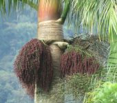 Roystonea regia Palma botella / Palma real / Roystonea regia (Arecales, Arecaceae) - Bioexploradores