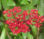 Uva de monte / Cissus erosa (Vitales, Vitaceae) - Bioexploradores