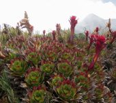 Guzmania confinis (Poales, Bromeliaceae) - Bioexploradores