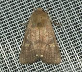 Eriopyga monilis (Lepidoptera, Noctuidae) - Bioexploradores