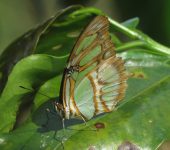 Siproeta stelenes Mariposa malaquita / Camuflada verde / Siproeta stelenes (Lepidoptera, Nymphalidae) - Bioexploradores