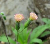 Emilia praetermissa (Asterales, Asteraceae) - Bioexploradores