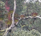 Tillandsia tovarensis (Poales, Bromeliaceae) - Bioexploradores