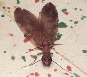 Falsa machaca / Perro de agua / Corydalus peruvianus (Megaloptera, Corydalidae) - Bioexploradores