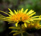Camargo / Munnozia senecionidis (Asterales, Asteraceae) - Bioexploradores