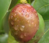 Solanum betaceum Tomate de árbol / Solanum betaceum (Solanales, Solanaceae) - Bioexploradores