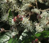 Mortiño / Miconia albicans (Myrtales, Melastomataceae) - Bioexploradores