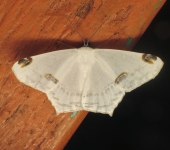 Sericoptera area (Lepidoptera, Geometridae) - Bioexploradores