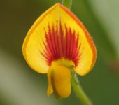 Raíz de la víbora / Zornia diphylla (Fabales, Fabaceae) - Bioexploradores