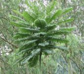 Tambor / Árbol del zope / Schizolobium parahyba (Fabales, Fabaceae) - Bioexploradores