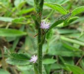 Sueldaconsuelda / Pseudelephantopus spiralis (Asterales, Asteraceae) - Bioexploradores