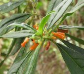 Besleria solanoides Cafecillo / Besleria solanoides (Lamiales, Gesneriaceae) - Bioexploradores