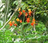 Clavellino / Caesalpinia pulcherrima (Fabales, Fabaceae) - Bioexploradores