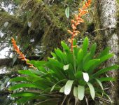 Guaycundo / Guzmania multiflora (Poales, Bromeliaceae) - Bioexploradores
