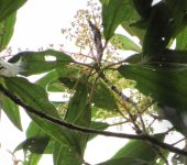 Miconia theizans (Myrtales, Melastomataceae) - Bioexploradores