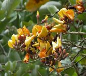 Búcaro / Madre de agua / Erythrina fusca (Fabales, Fabaceae) - Bioexploradores