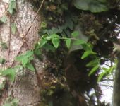 Passiflora nebulosae (Malpighiales, Passifloraceae) - Bioexploradores