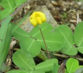 Maní forrajero / Arachis pintoi (Fabales, Fabaceae) - Bioexploradores