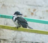 Martín pescador matraquero / Amazon Kingfisher / Chloroceryle amazona (Coraciiformes, Alcedinidae) - Bioexploradores