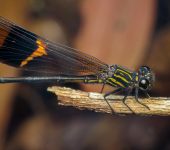 Euthore fassli (Odonata, Polythoridae) - Bioexploradores