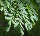 Samán / Cenízaro / Samanea saman (Fabales, Fabaceae) - Bioexploradores