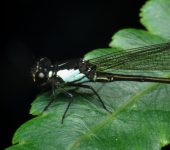 Euthore klenei (Odonata, Polythoridae) - Bioexploradores