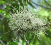 Gallinita / Heno de bola / Tillandsia recurvata (Poales, Bromeliaceae) - Bioexploradores