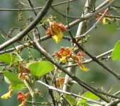 Gmelina arborea Melina / Gmelina arborea (Lamiales, Lamiaceae) - Bioexploradores