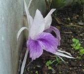 Resurrección / Kaempferia rotunda (Zingiberales, Zingiberaceae) - Bioexploradores