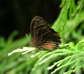 Pedaliodes manis Pedaliodes manis (Lepidoptera, Nymphalidae) - Bioexploradores