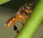 Abeja angelita / Tetragonisca angustula (Hymenoptera, Apidae) - Bioexploradores