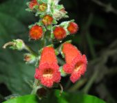 Kohleria spicata Caracola / Gorrito rojo / Kohleria spicata (Lamiales, Gesneriaceae) - Bioexploradores