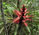 Guzmania squarrosa (Poales, Bromeliaceae) - Bioexploradores