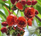 Quesito / Axinaea costaricensis (Myrtales, Melastomataceae) - Bioexploradores