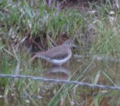Andarríos solitario / Solitary Sandpiper / Tringa solitaria (Charadriiformes, Scolopacidae) - Bioexploradores